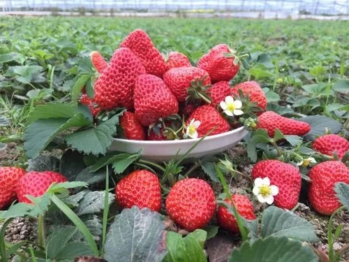 �й���̬��ݮ