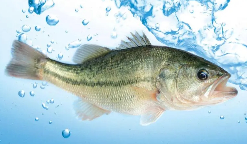 �й�ˮ����