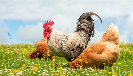 ��������ֳ