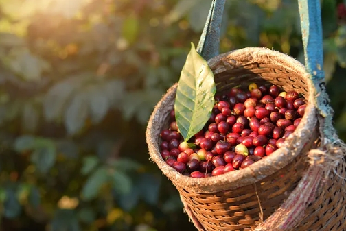 ��ԭũ��Ʒ��