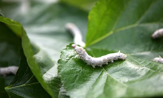 �й���ɣ֮��