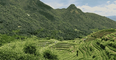 �����Ҷ����