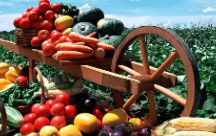 ������óũ����Ʒ