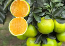 ����ũ��Ʒ