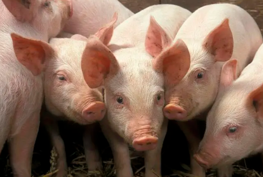 �й�������������